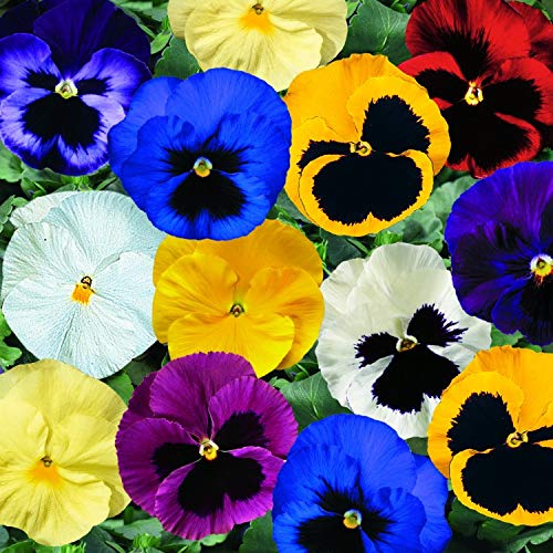 Amazon.com : Viola Tricolor Seed Mix Viola Tricolor Wild Pansy